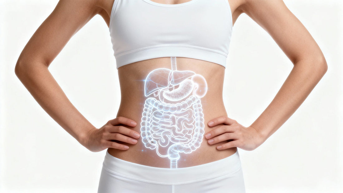 Liver, Kidneys, and Gut Work in Harmony 