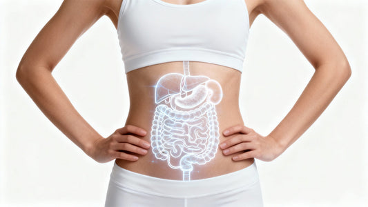 Liver, Kidneys, and Gut Work in Harmony 