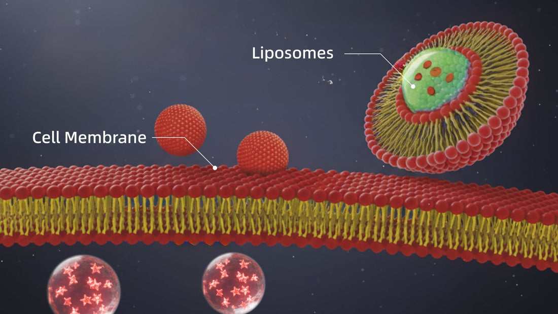 An illustration of liposomal delivery technology, showing its mechanism of action with a cell membrane.
