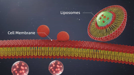 An illustration of liposomal delivery technology, showing its mechanism of action with a cell membrane.