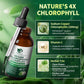 Chlorophyll Drops 200mg – 4X Strength Liquid Chlorophyllin | Cleansing, Odor Control, Skin & Gut Health | Refreshing Mint Flavor