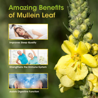 Mullein Leaf Capsules Support Respiratory System Health Lung Cleansing And Detoxification